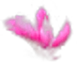 Saucer Magnolia