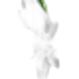 Sea Daffodil