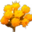 Senecio