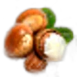 Shea Nuts