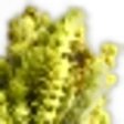 Sideritis, Mountain Tea