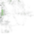 Siriuba Tree