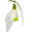 Snowdrops