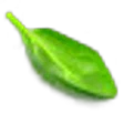 Spinach