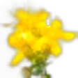 St John's Wort