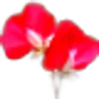 Sweet Pea