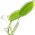 Vanilla Leaves
