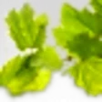 Vine