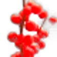 Winterberry